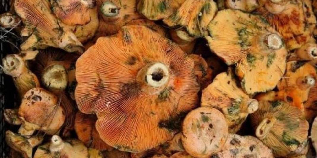 Yağışlarla birlikte topraktan bereket fışkırdı! Tezgahlar doldu taştı: Özel çıntarlar 600 liradan satılıyor 3